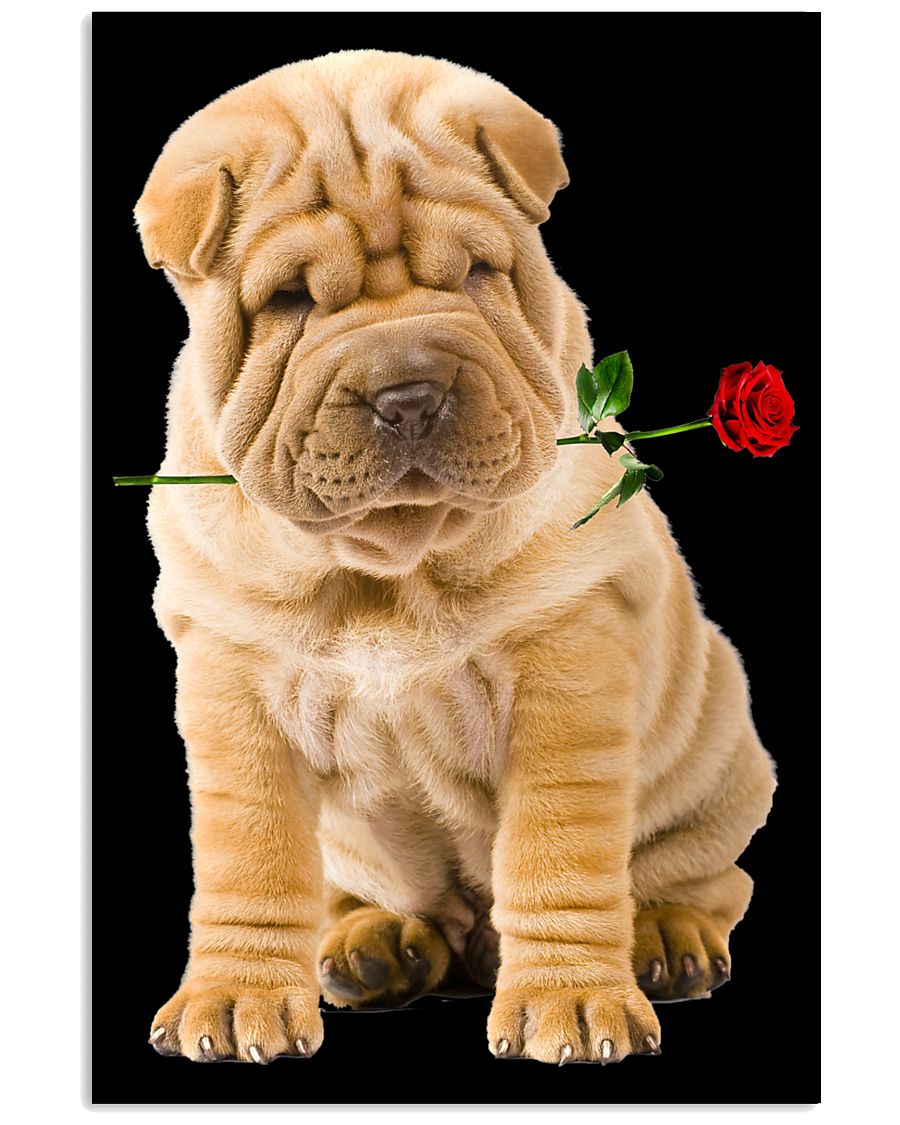 Shar Pei Rose 11x17 Poster