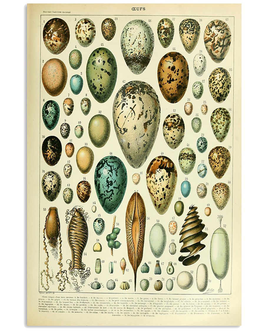 Vintage Egg Print 11x17 Poster