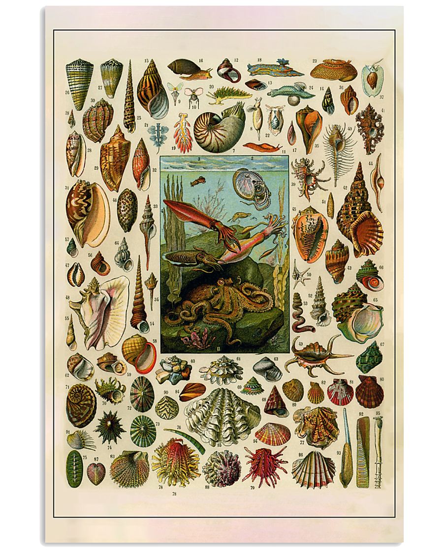 Vintage Mollusc Science 11x17 Poster