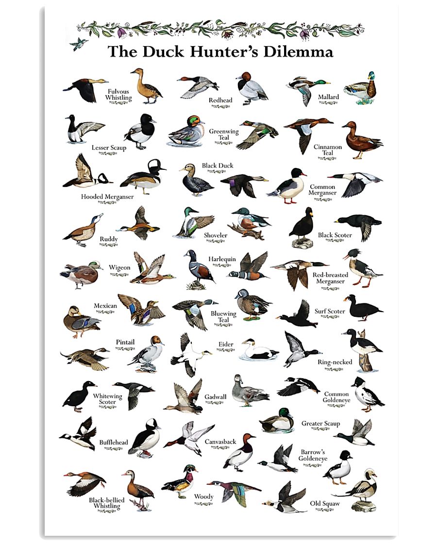 Duck Identification Charts 11x17 Poster