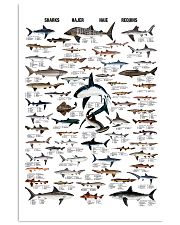 Shark Species By Size 11x17 Poster front