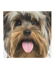 Yorkshire Terrier-Face Mask Cloth face mask aos-face-mask-coverlet-lifestyle-front-02