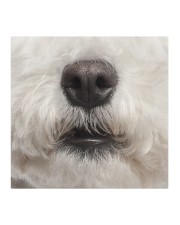 Bichon Frise-Mask Mouth Cloth face mask aos-face-mask-coverlet-lifestyle-front-02