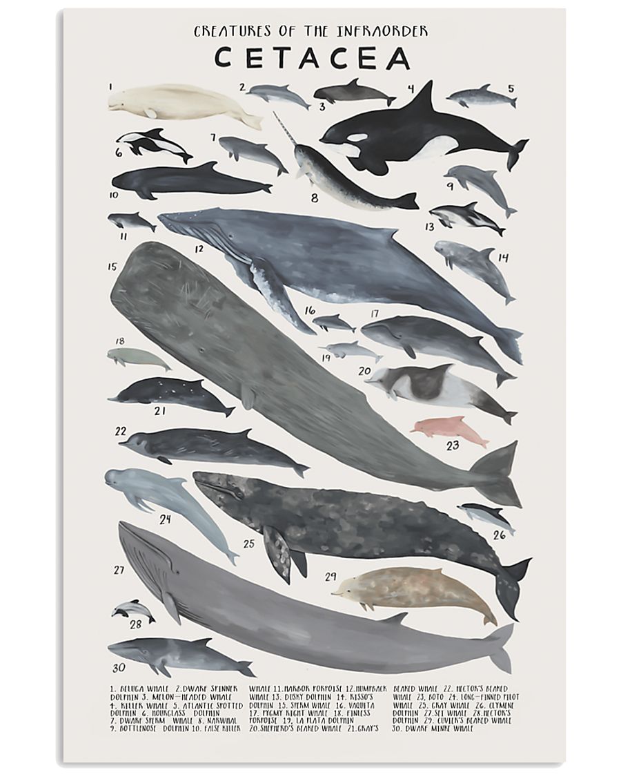 HD Creatures Of The Infraorder Poster 11x17 Poster