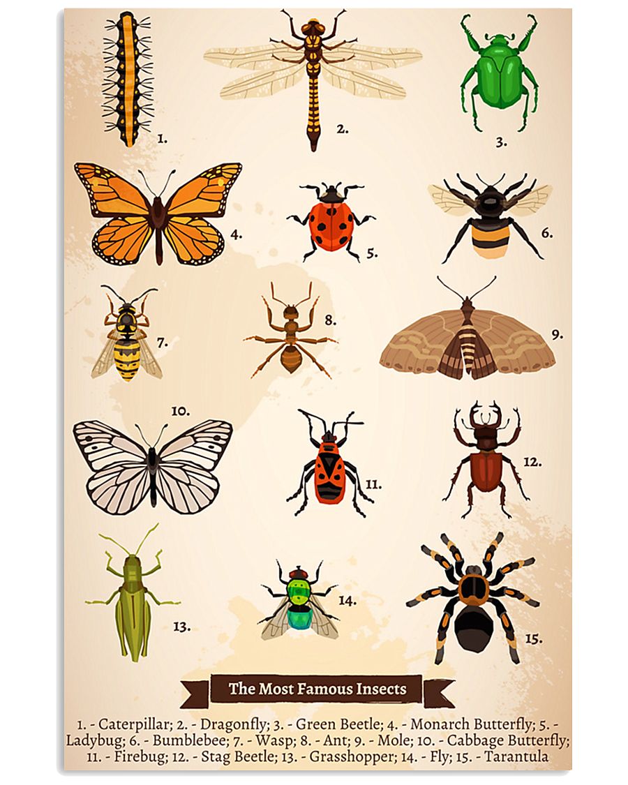 HD Insects Poster 11x17 Poster