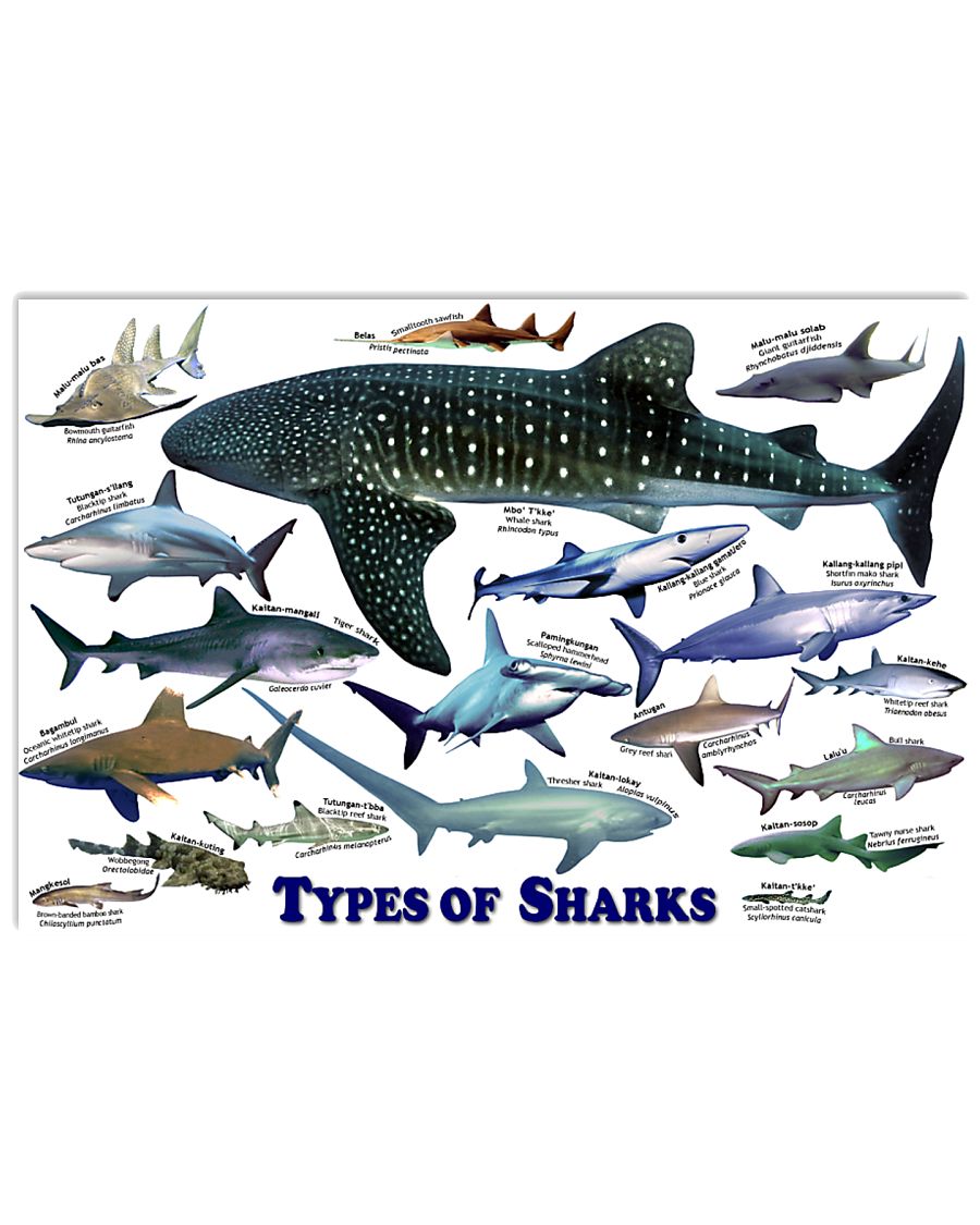 HD Types Of Sharks Poster 36x24 Poster