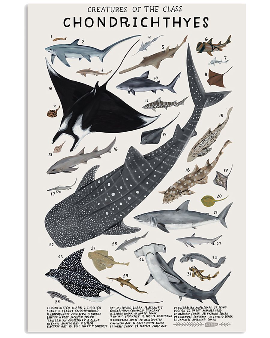 HD Creatures Of The Class Poster 11x17 Poster