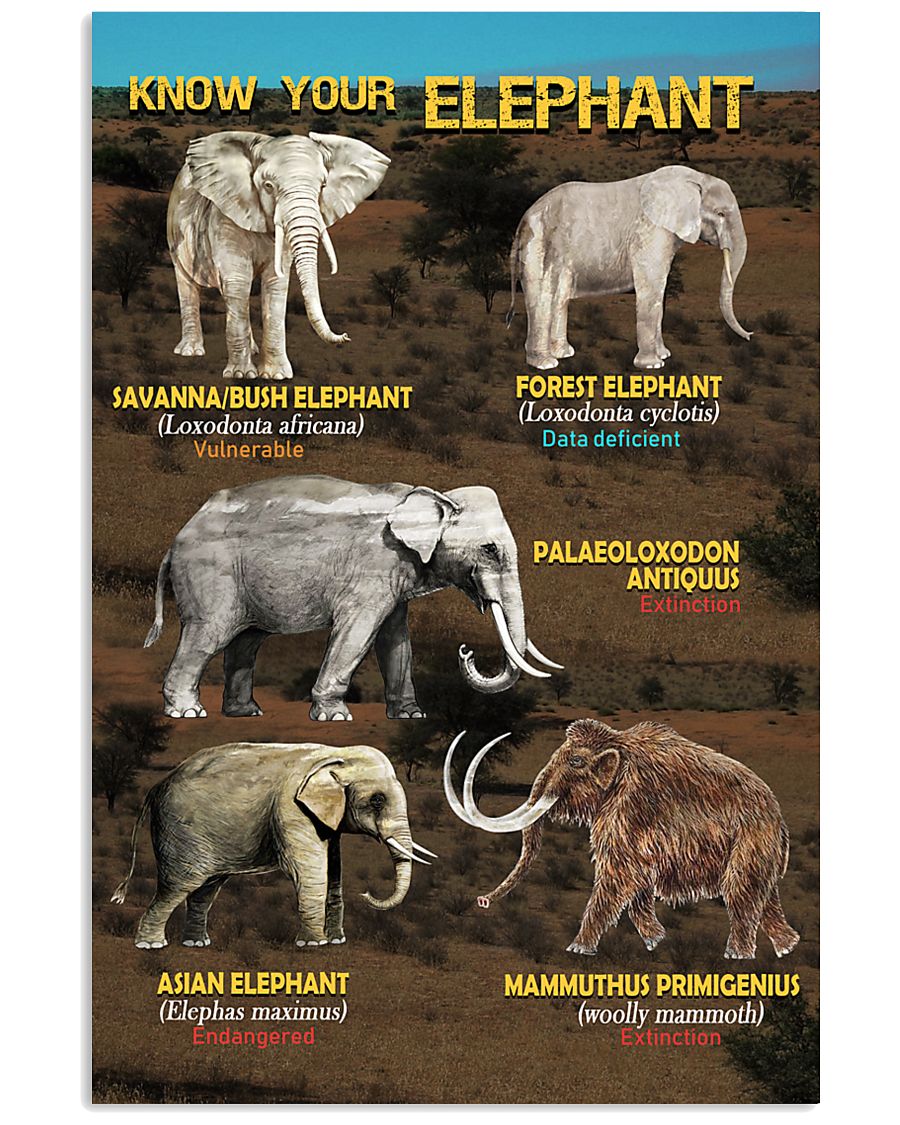 HD Know Your Elephant Poster 11x17 Poster
