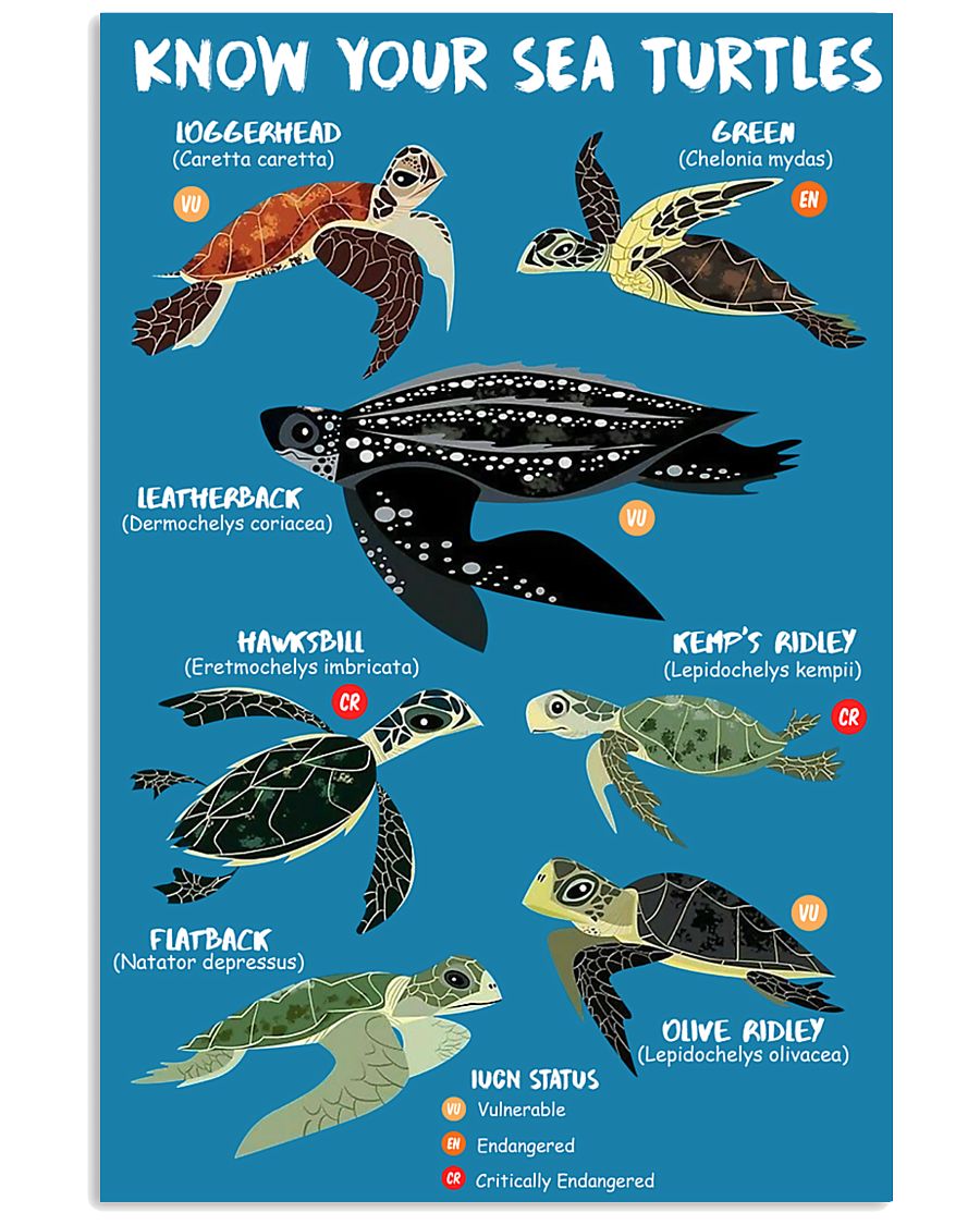HD Know Your Sea Turtles Poster 11x17 Poster