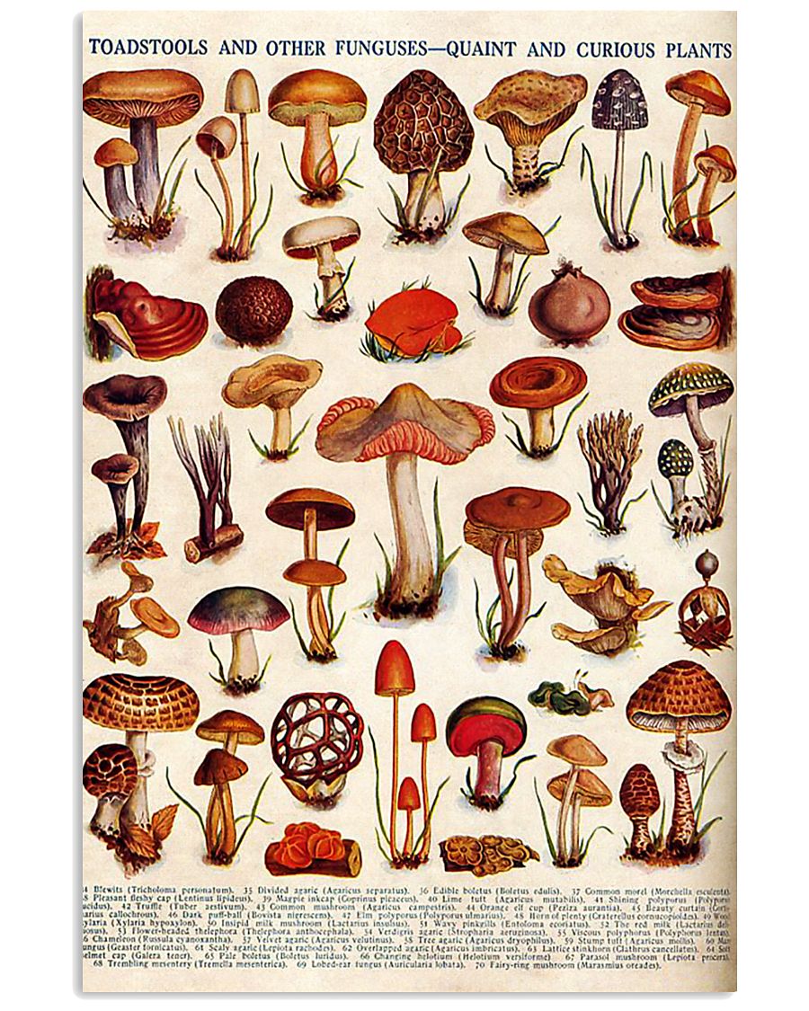 HD Toadstools 11x17 Poster