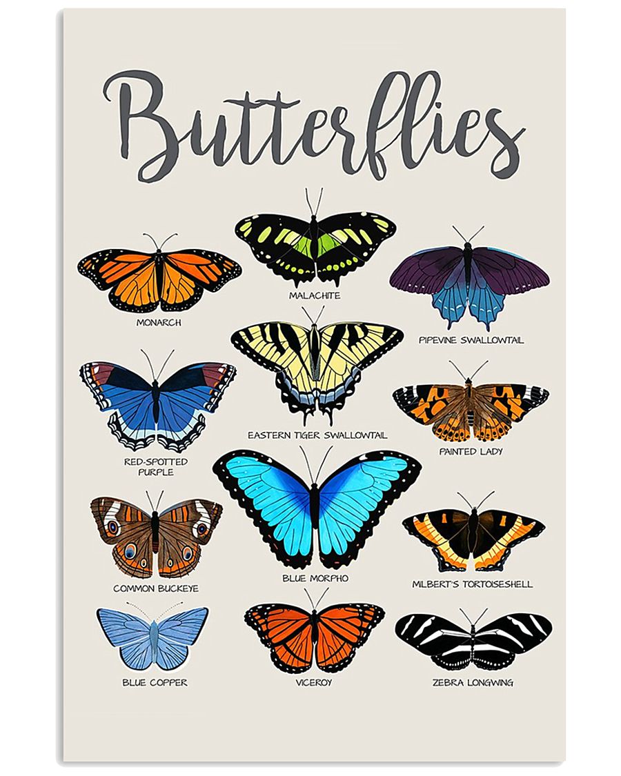 HD Butterflies Poster 11x17 Poster