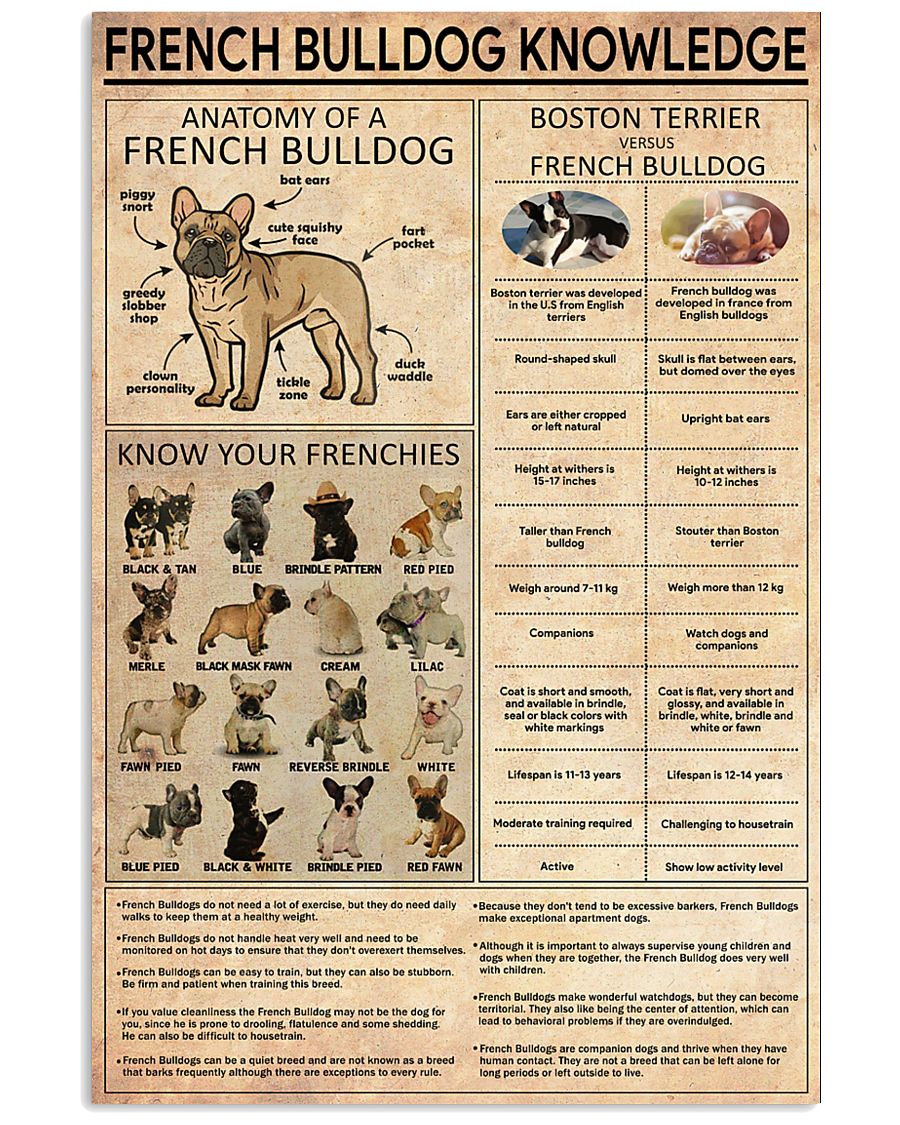 FRENCH BULLDOG 11x17 Poster