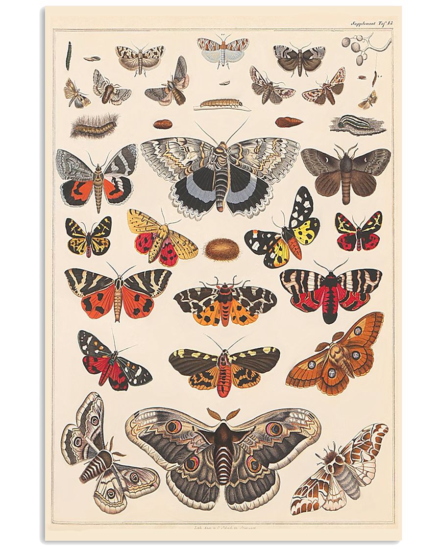 Butterfly 24x36 Poster