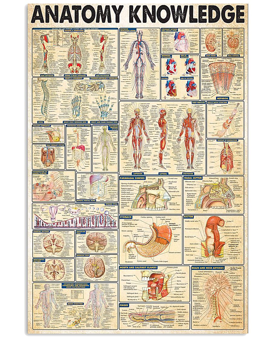 ANATOMY 11x17 Poster