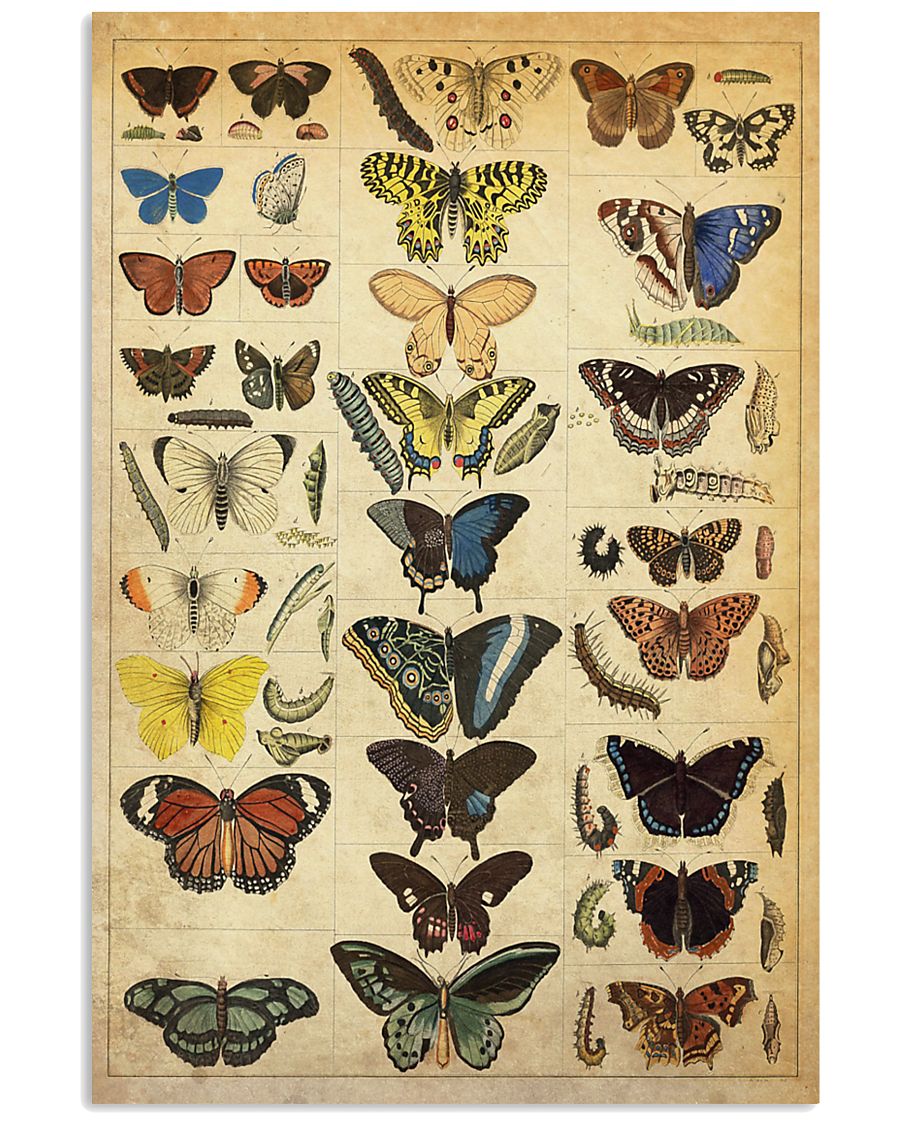 Butterfly 24x36 Poster