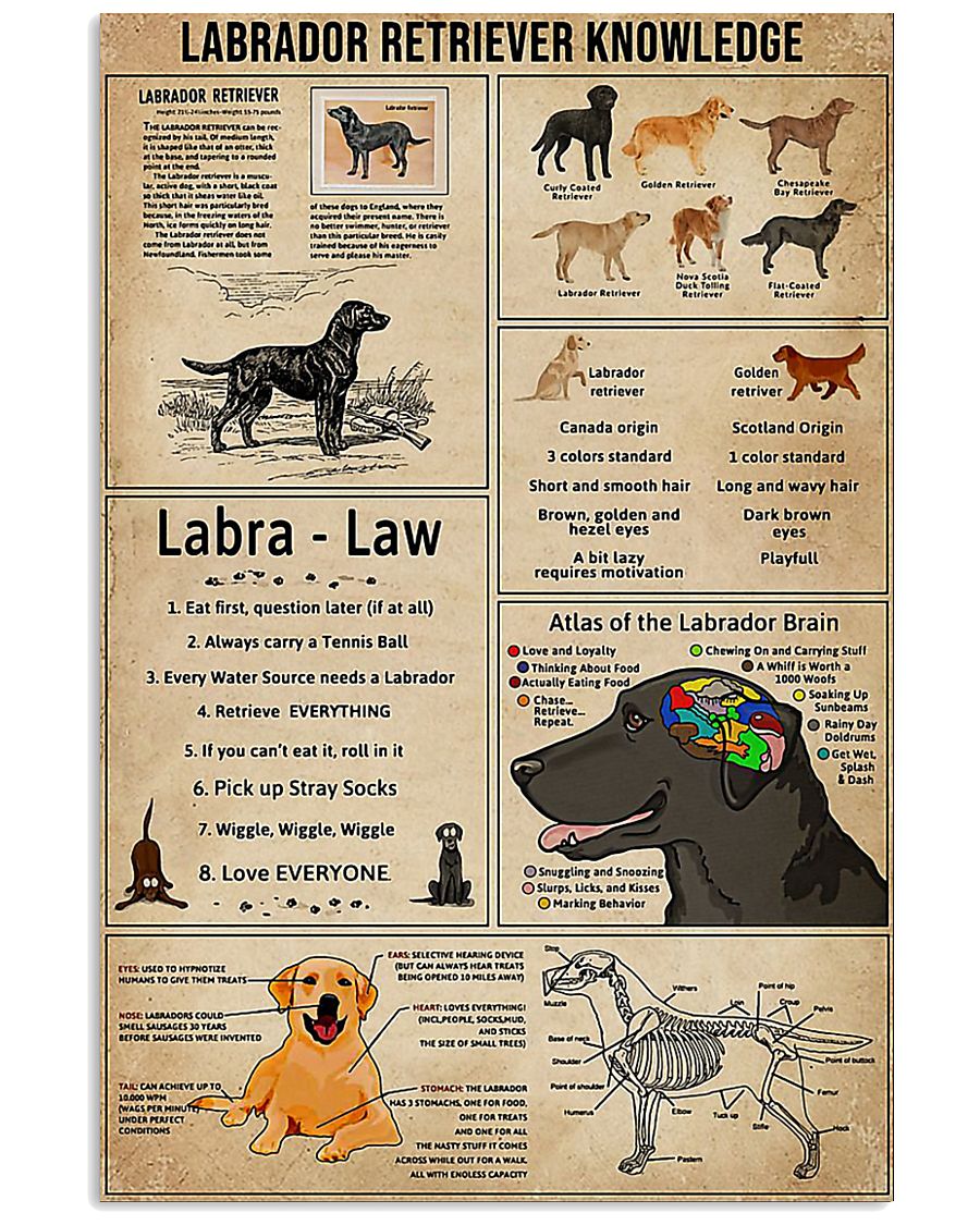 LABRADOR RETRIEVER 11x17 Poster