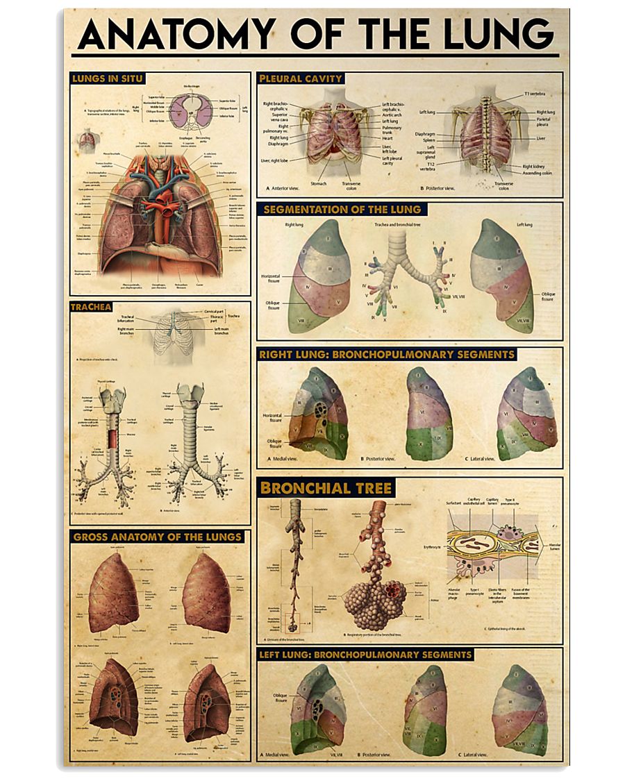 THE LUNG 11x17 Poster
