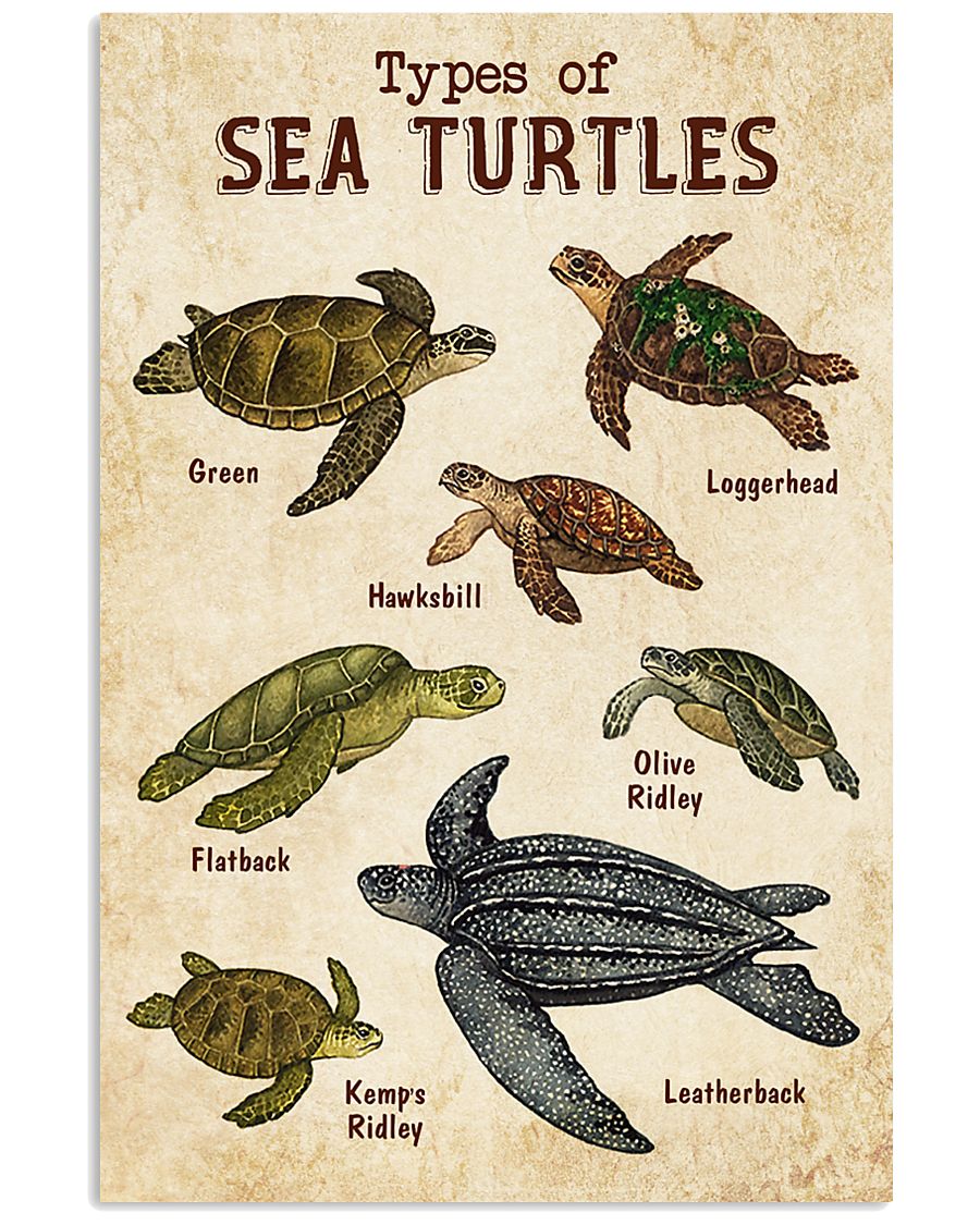 Turle Knowledge 11x17 Poster
