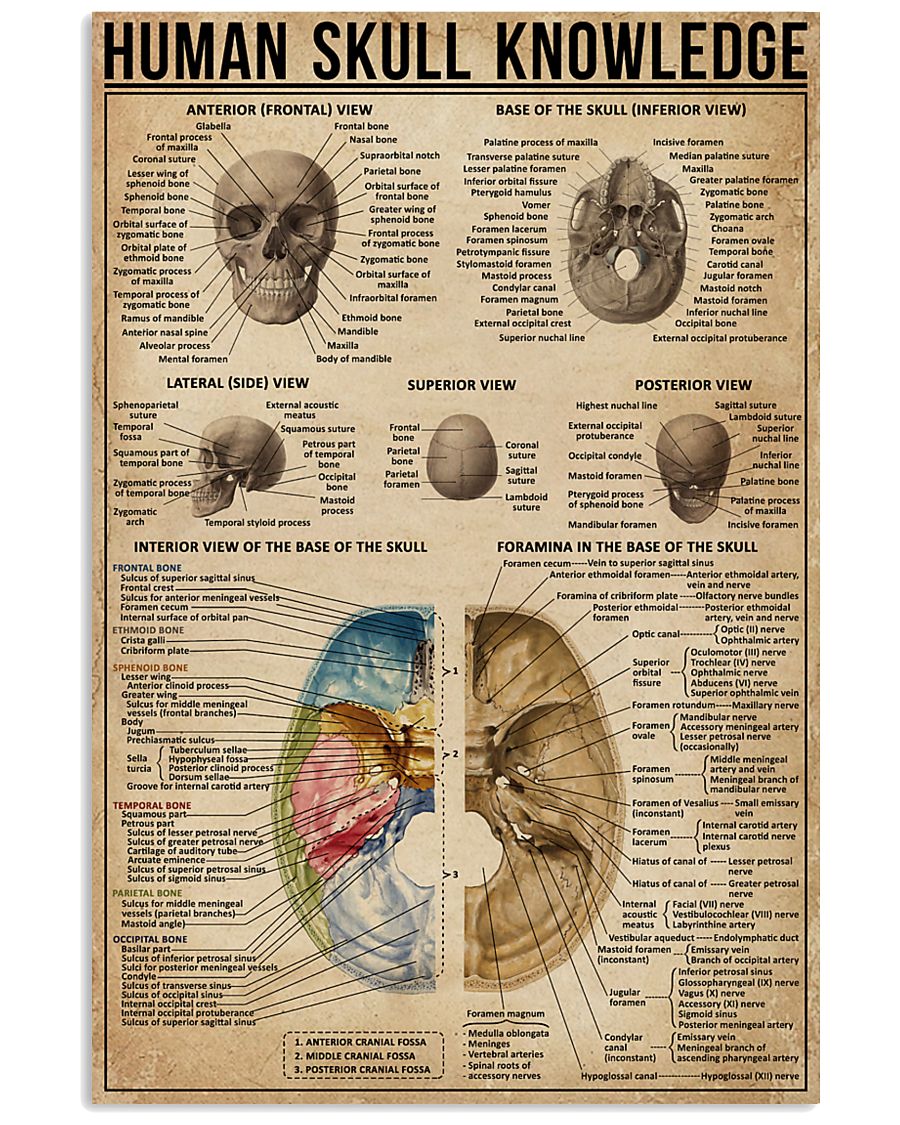 Human Skull Knowledge 11x17 Poster