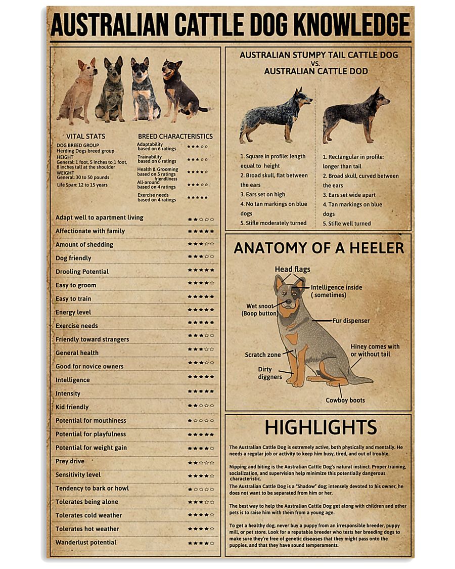 Australian Cattle Dog Knowledge 11x17 Poster