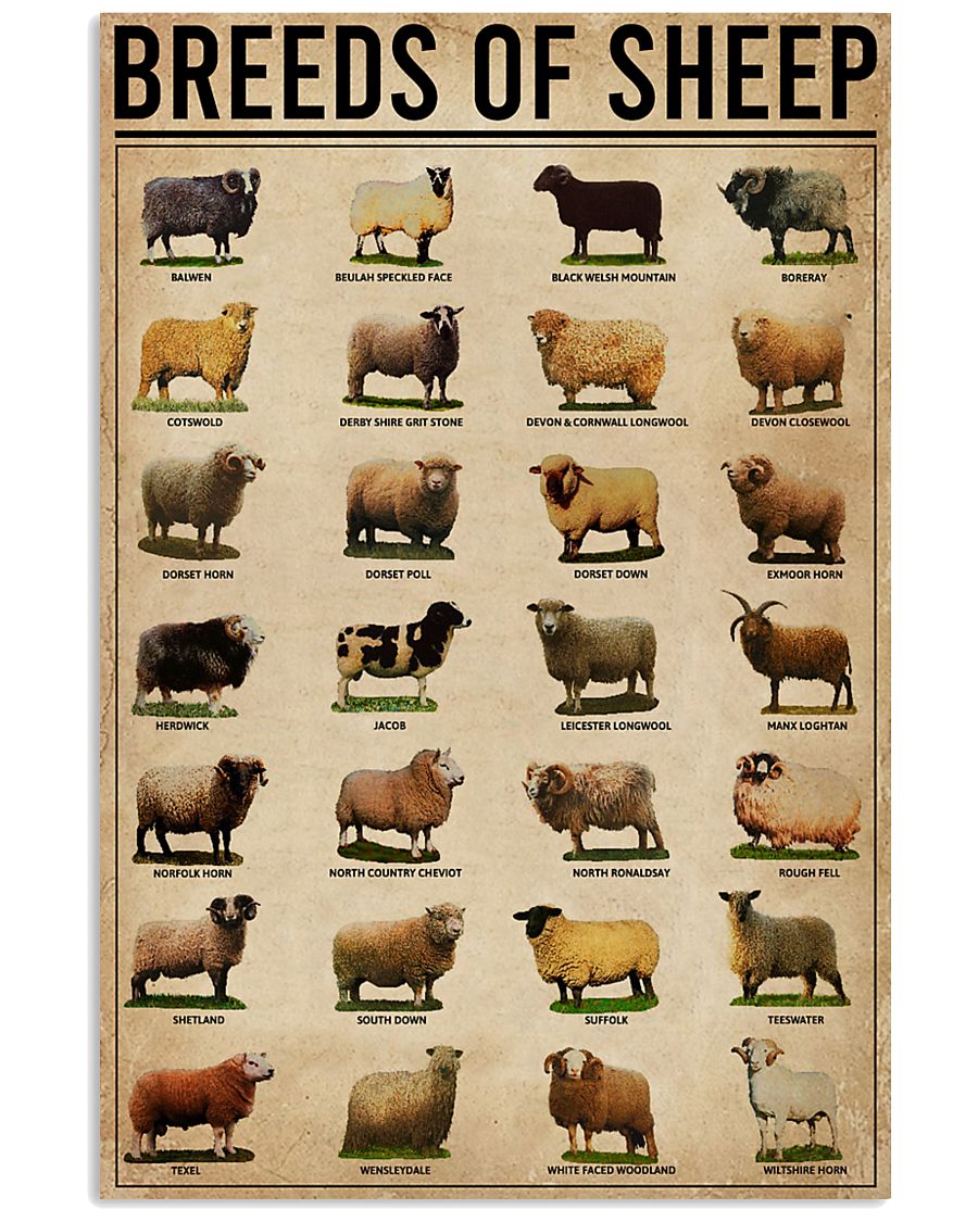 Breeds Of Sheep Farm 11x17 Poster