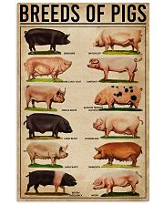 Breeds Of Pigs 11x17 Poster front