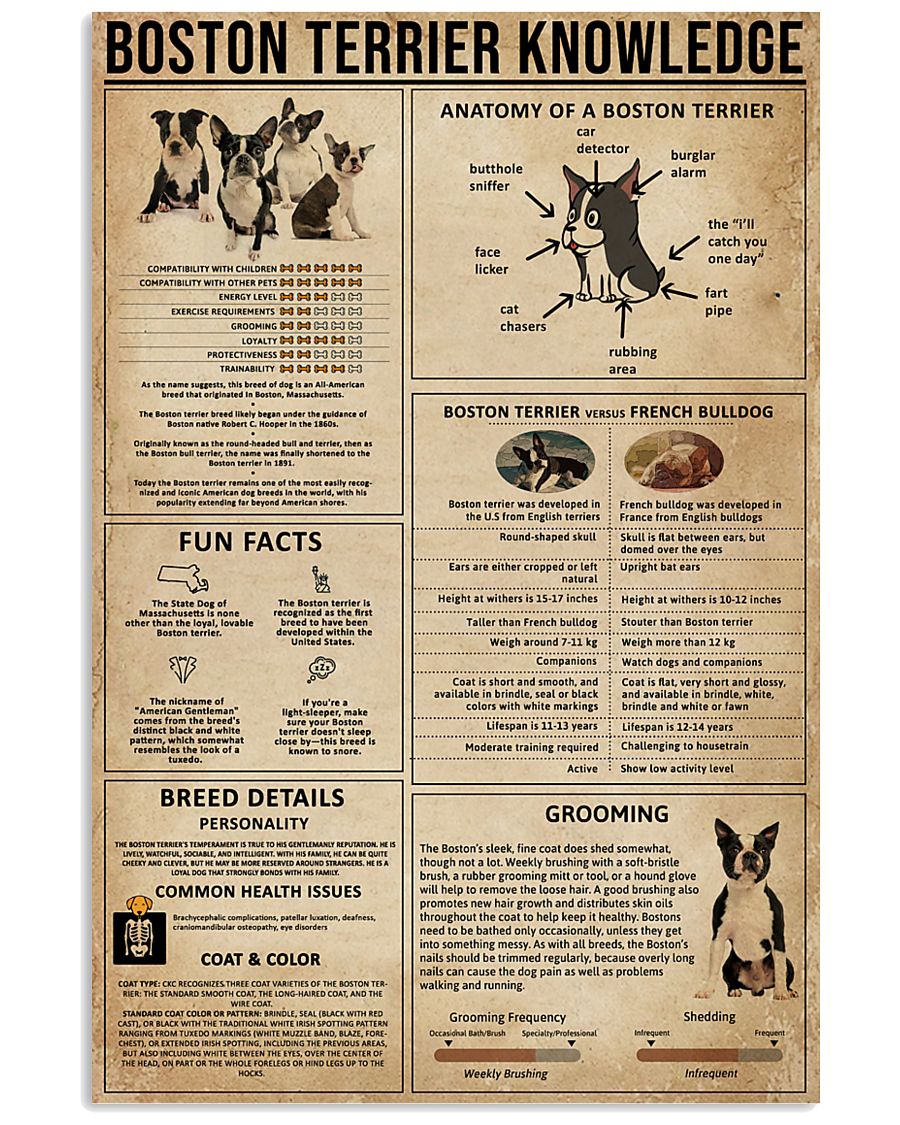Boston Terrier Knowledge 11x17 Poster