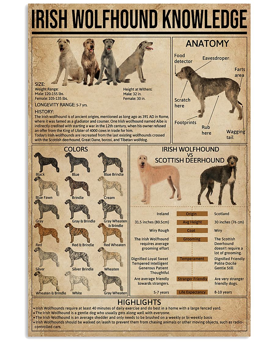Irish Wolfhound Knowledge 16x24 Poster