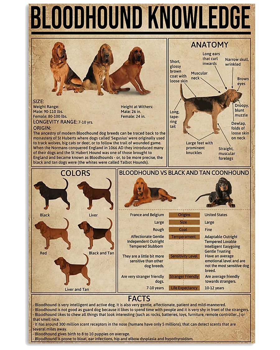Bloodhound Knowledge 11x17 Poster