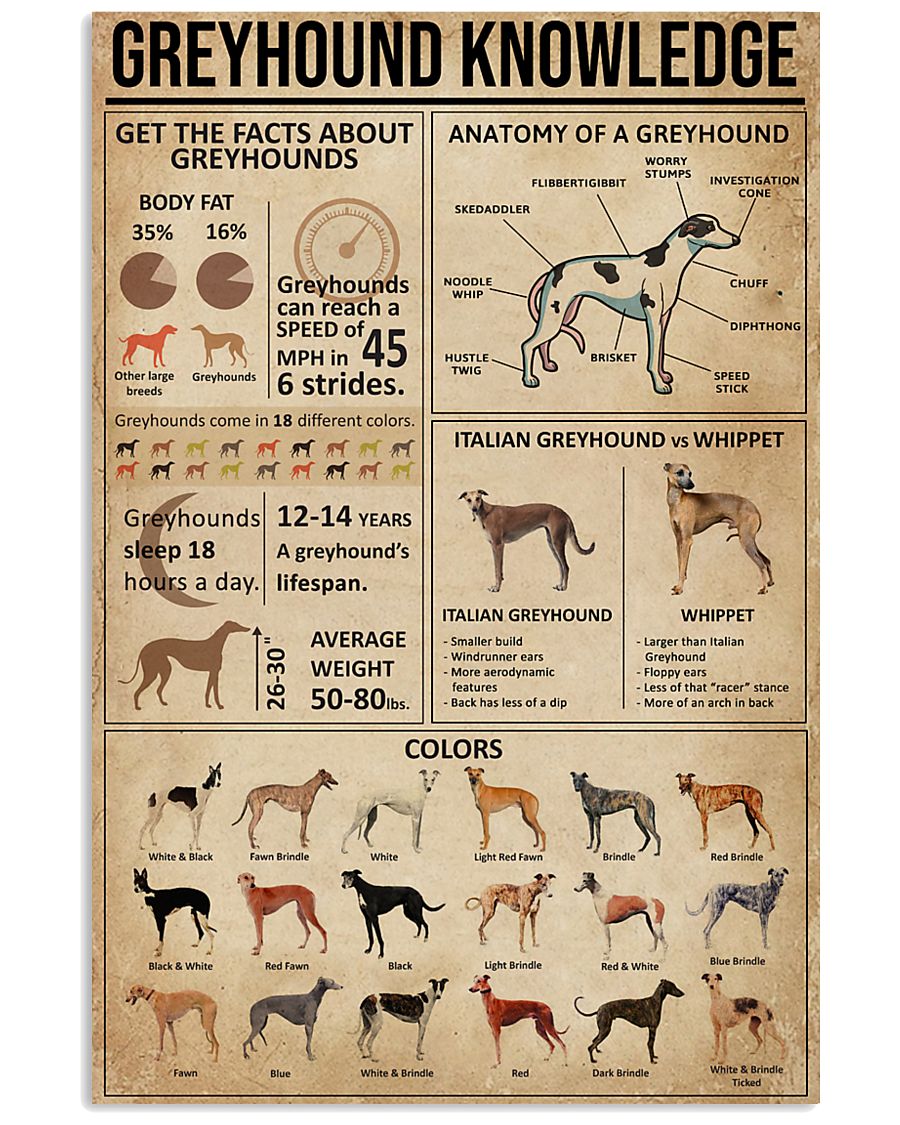 Greyhound Knowledge 11x17 Poster