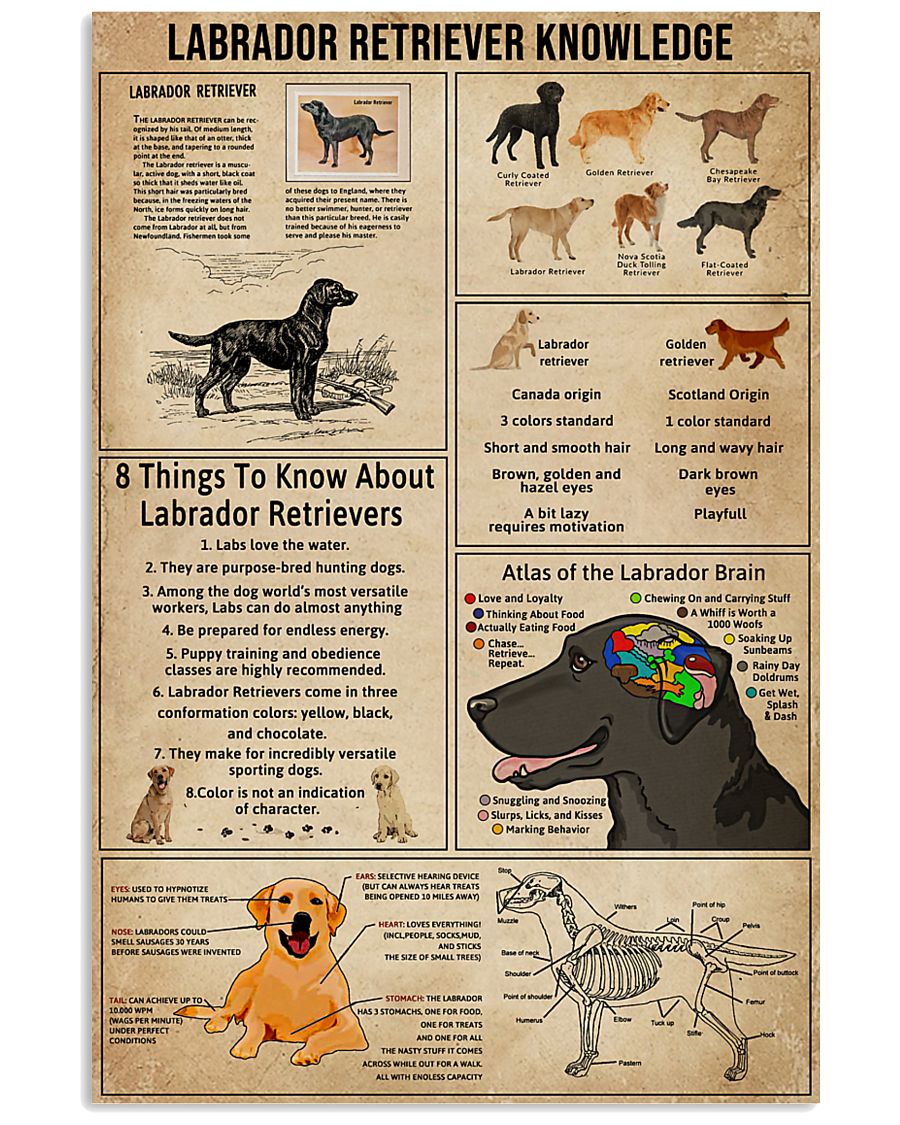 Labrador Retriever Knowledge 11x17 Poster