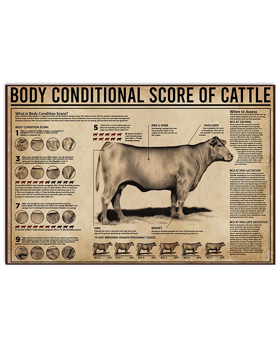 Body Conditional Score Of Cattle 17x11 Poster