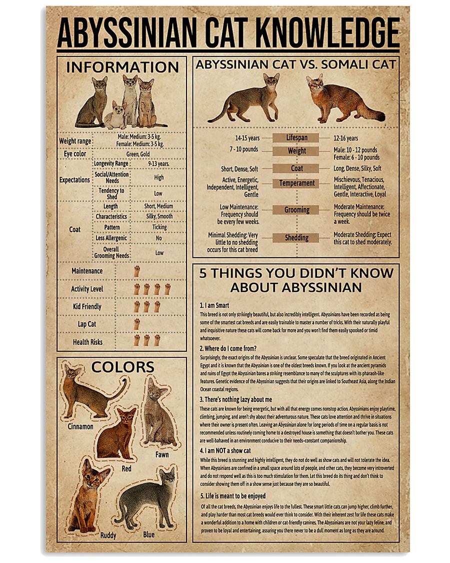 Abyssinian Cat Knowledge 11x17 Poster