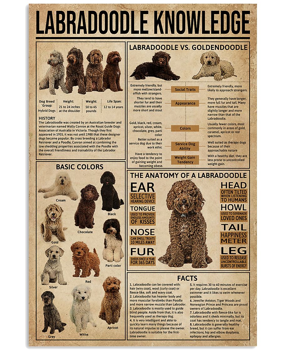 Labradoodle Knowledge 11x17 Poster