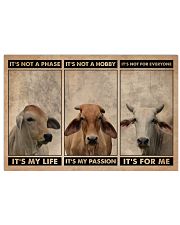 Brahman Cattle It's Not A Phase 24x16 Poster front
