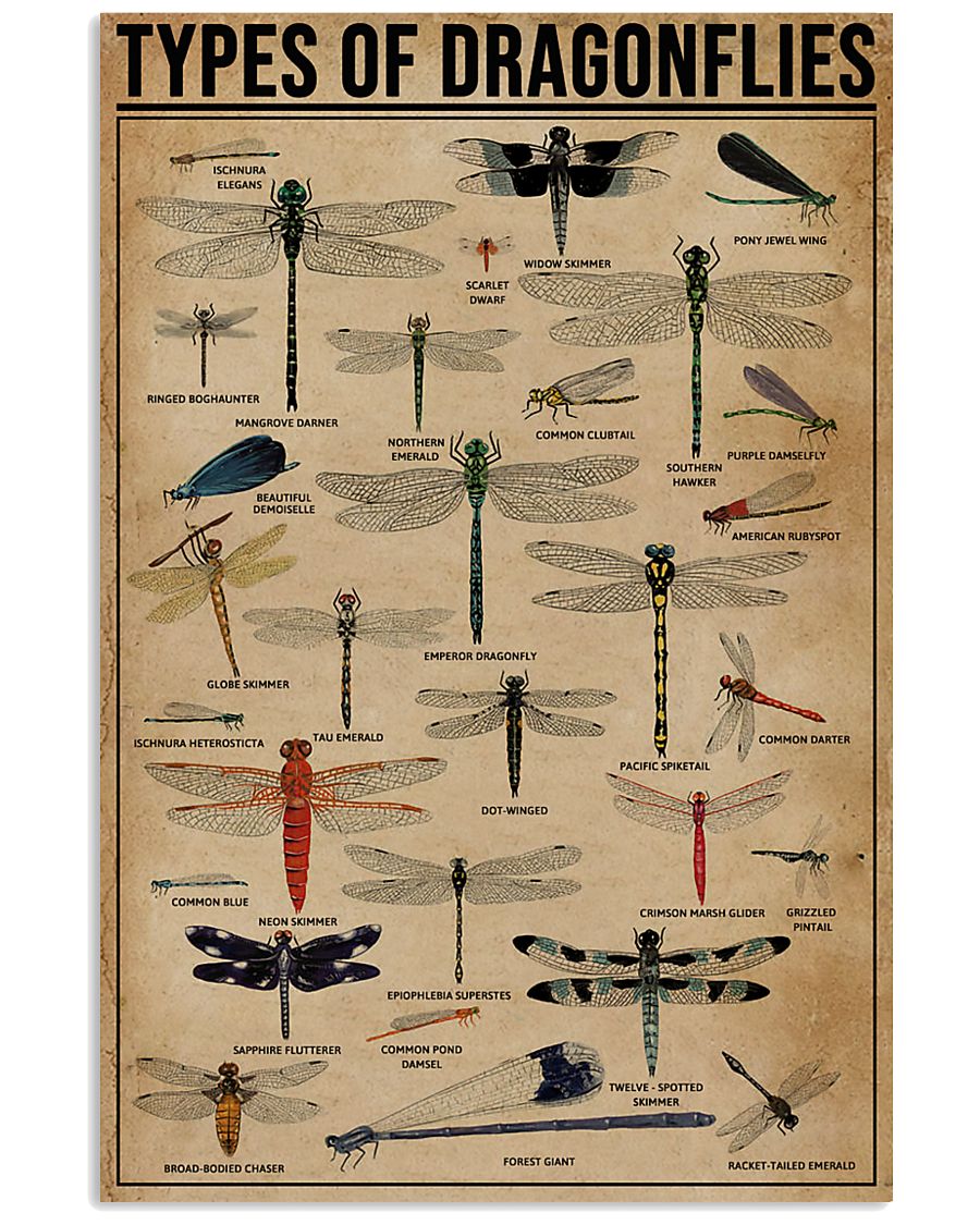 Types Of Dragonflies 11x17 Poster