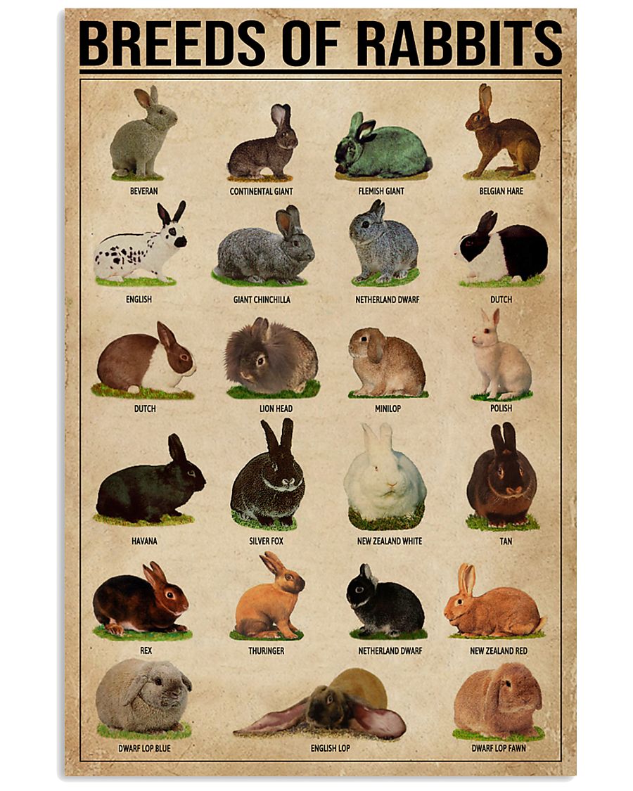 Breeds Of Rabbits 11x17 Poster