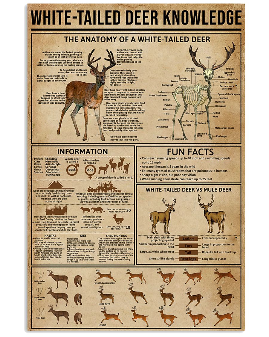 White-Tailed Deer Knowledge 11x17 Poster