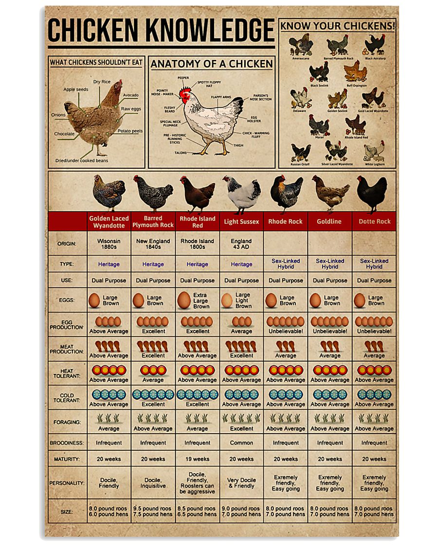 Knowledge Chickens 11x17 Poster