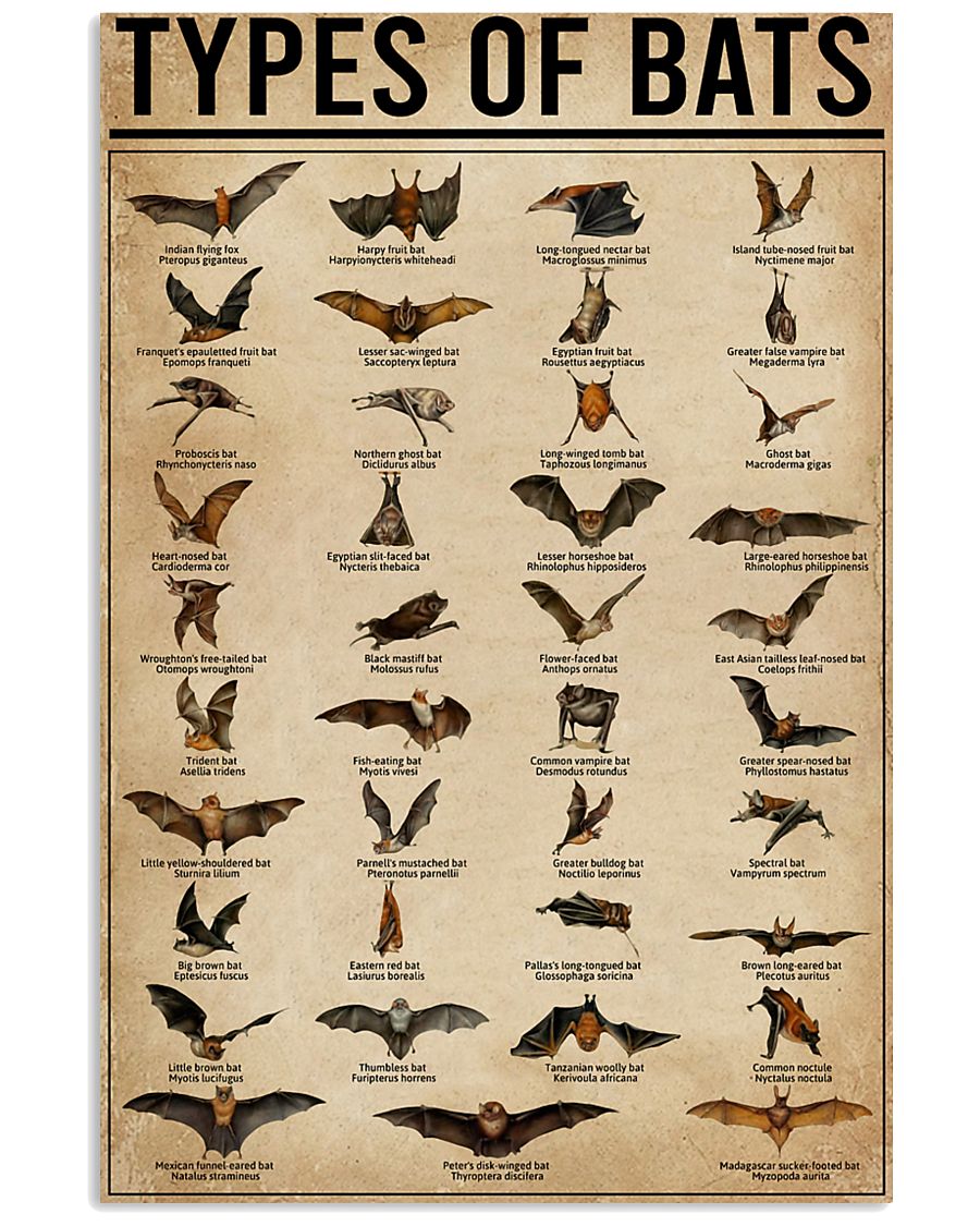 Types Of Bats 11x17 Poster