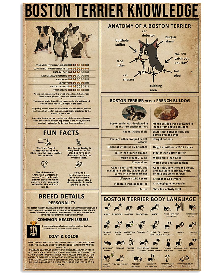 Boston Terrier Knowledge 11x17 Poster