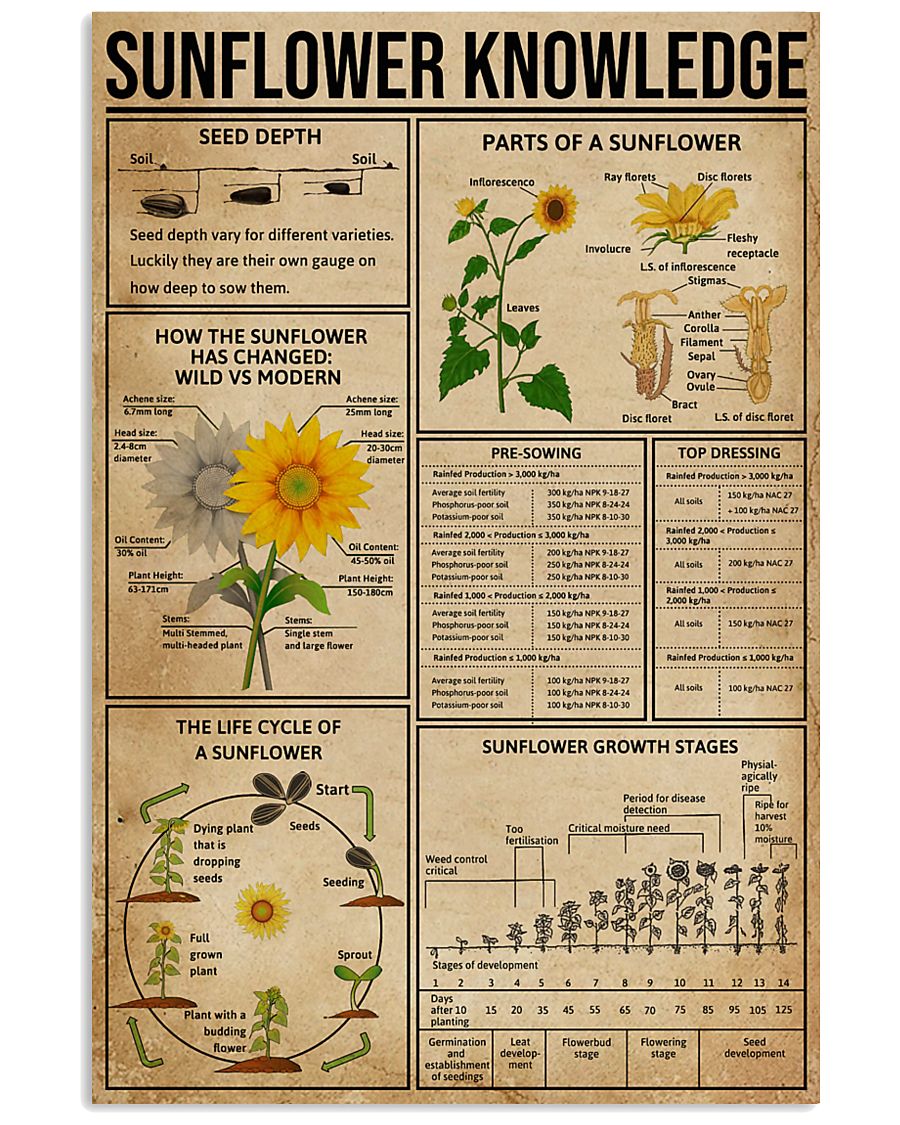 Sunflower Knowledge 11x17 Poster
