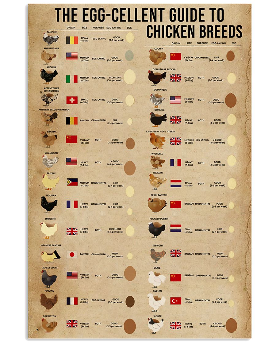 The Egg-Cellent Guide To Chicken Breeds 11x17 Poster