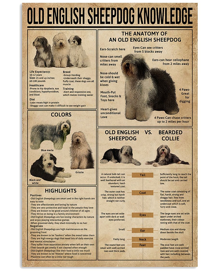 Old English Sheepdog Knowledge 11x17 Poster