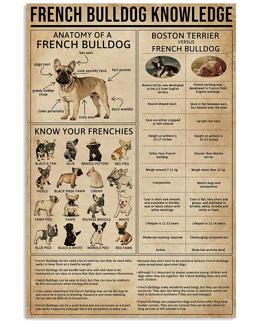 Knowledge French Bulldog 11x17 Poster