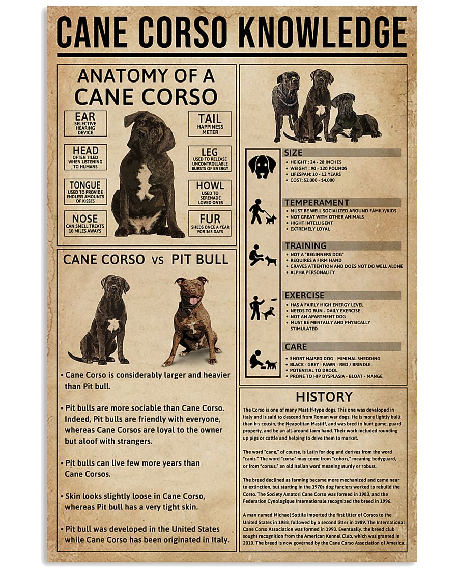 Cane Corso Knowledge Dog 11x17 Poster