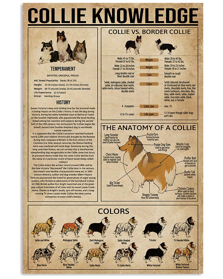 Collie Knowledge 11x17 Poster