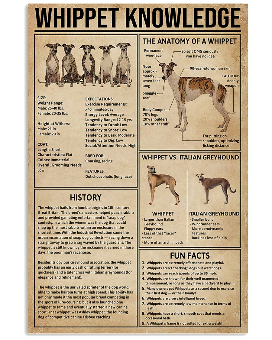 Whippet Knowledge 11x17 Poster