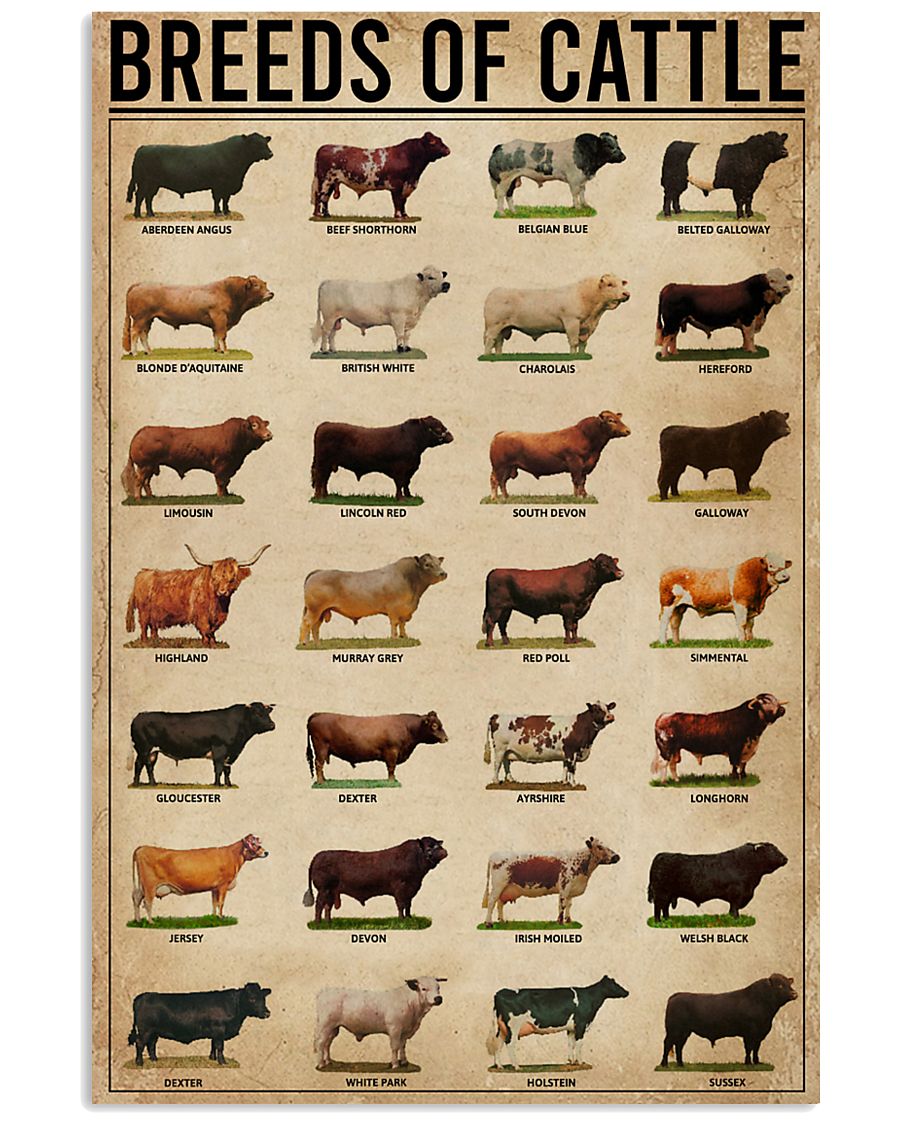 Breeds Of Cattle 16x24 Poster