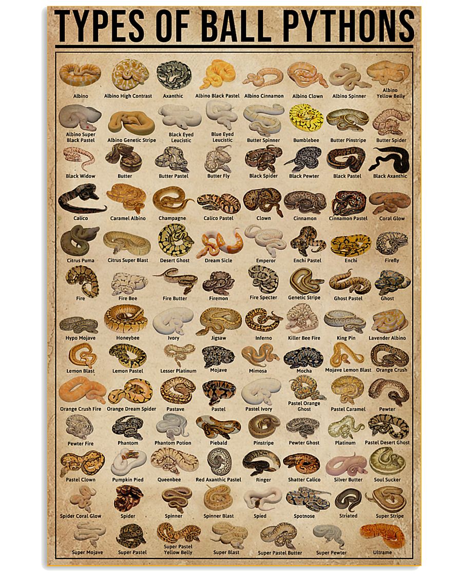 Types Of Ball Pythons 11x17 Poster